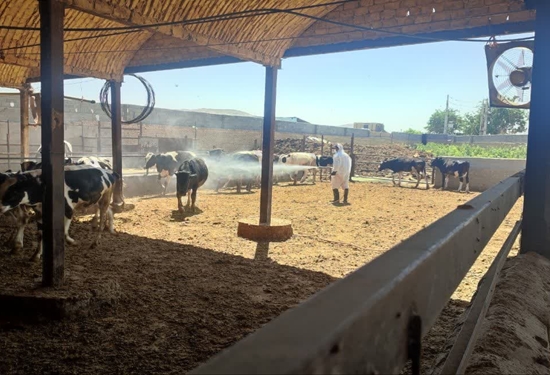  سمپاشی رایگان اماکن دامی در مناطق روستایی، عشایری و کم برخوردار انجام شد