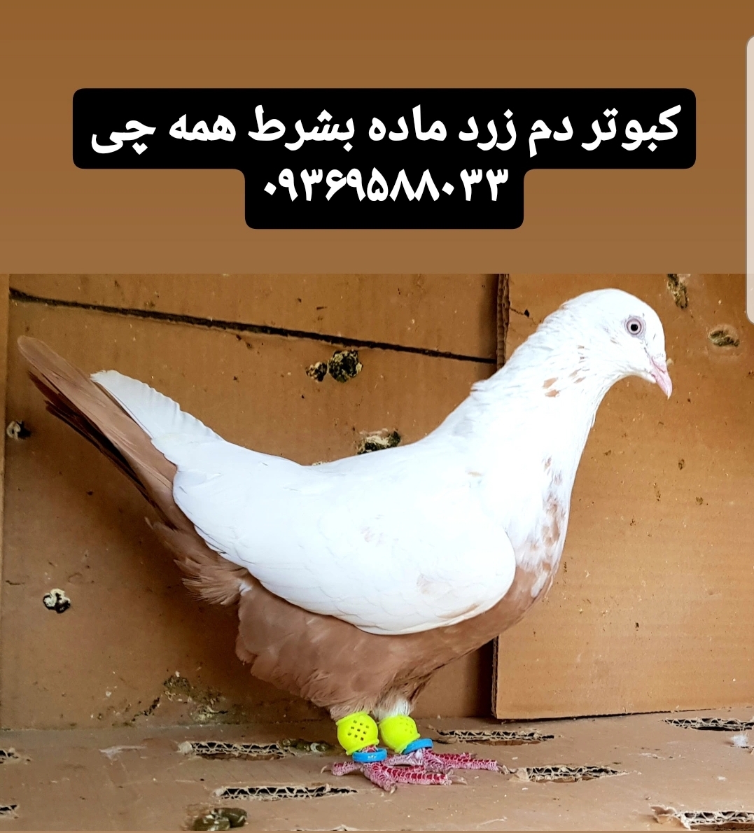 کبوتر دم زرد