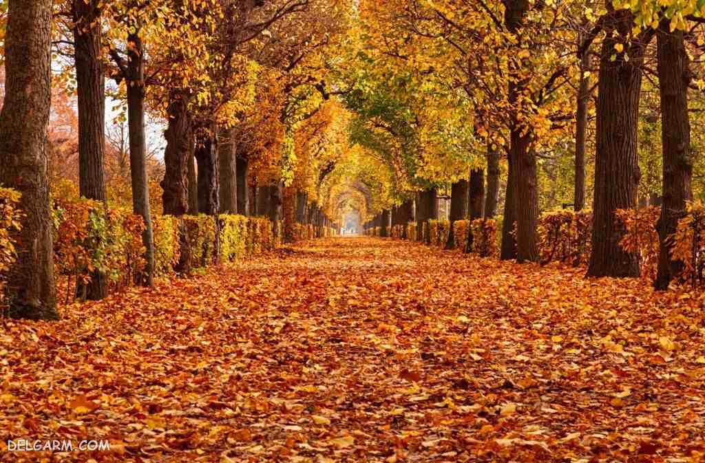 خاله پاییز اومده🤡🍁🍂