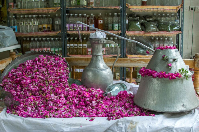  جشنواره گل محمدی و گلاب‌گیری تهران در طالب‌آباد ورامین برگزار شد