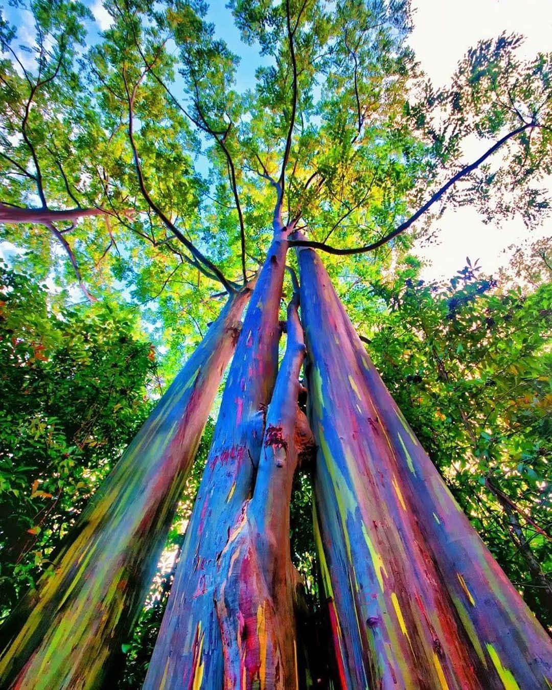 درختی رنگارنگ و معطر با نام "اکالیپتوس رنگین کمان"